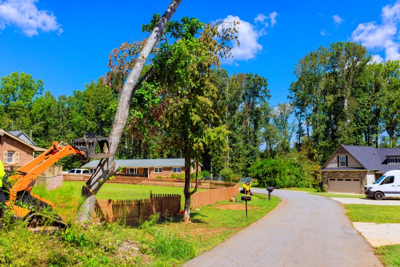 Tree Debris Removal detail