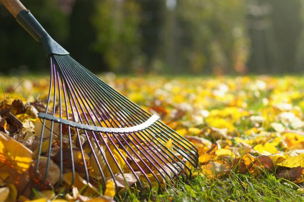 Leaf Cleanup Service in Chapel Hill