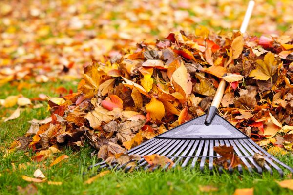 Leaves Removal in Chapel Hill