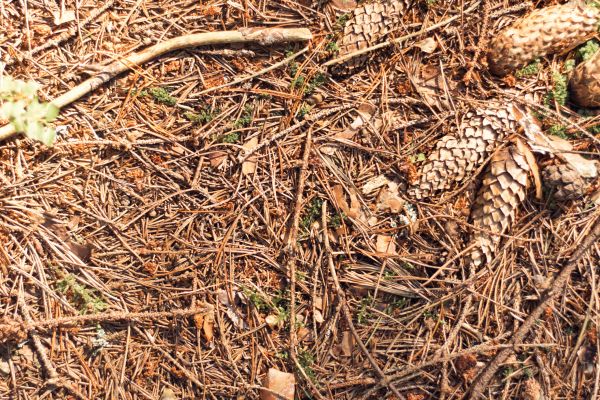 Pine Needles Removal in Chapel Hill