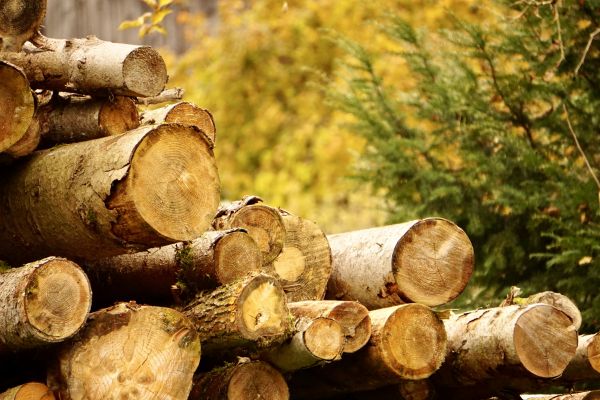 Cost of Wood Pile Removal in Chapel Hill