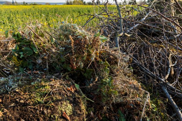 Brush Disposal in Chapel Hill