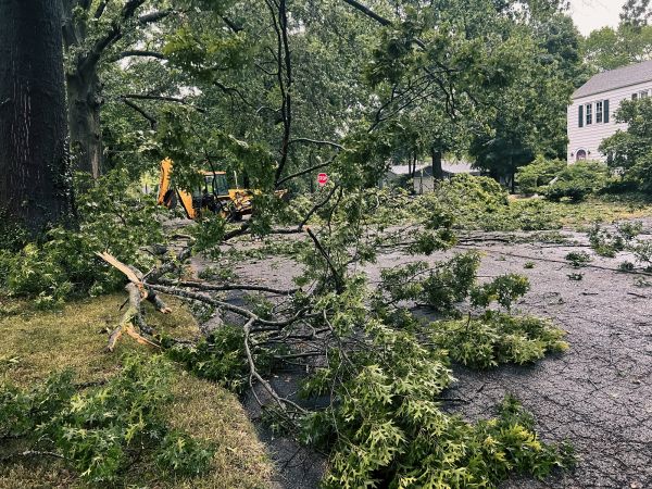Tree Branch Disposal in Chapel Hill
