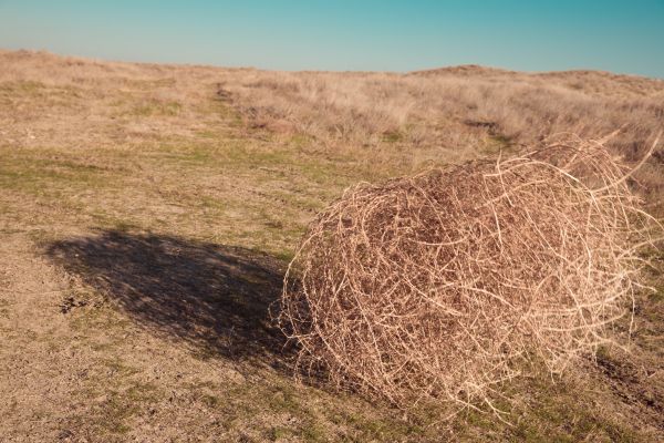 Tumbleweed Removal in Chapel Hill