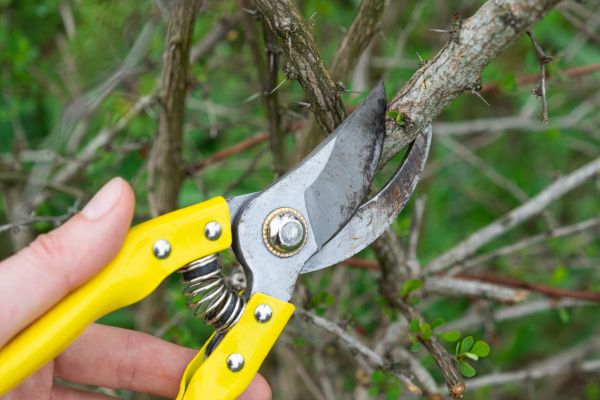 Cost of Limbs Removal in Chapel Hill
