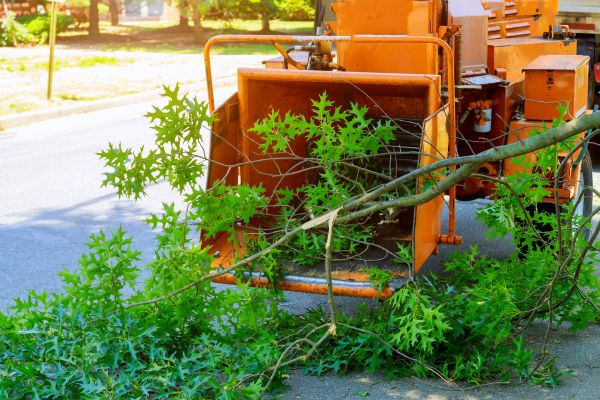 Tree Branches Removal in Chapel Hill