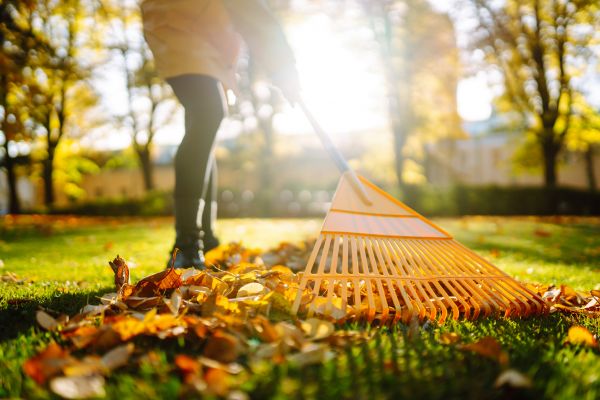 Leaves Raking in Chapel Hill