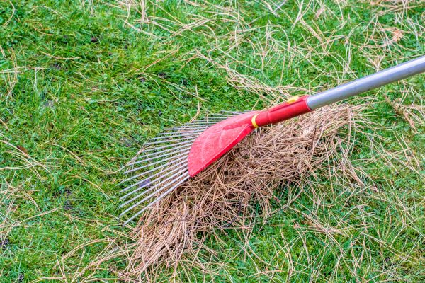 Yard Raking in Chapel Hill