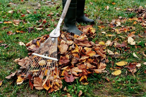 Fall Garden Cleanup