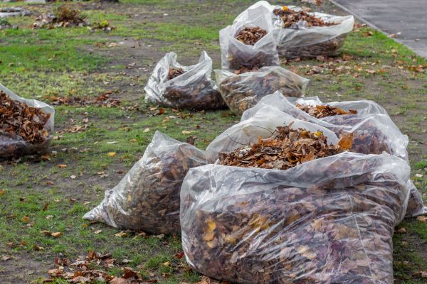 Leaf Pile Disposal in Chapel Hill