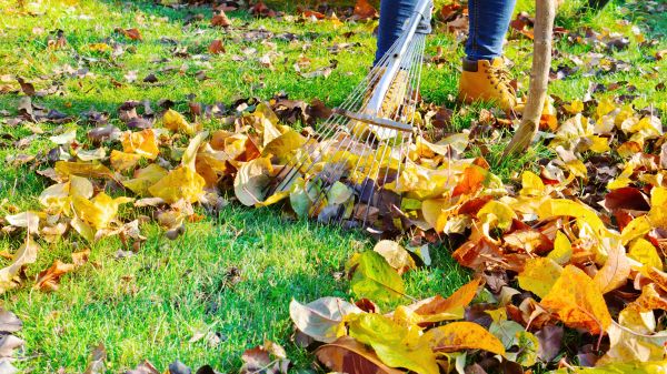 Lawn Cleanup Service in Chapel Hill