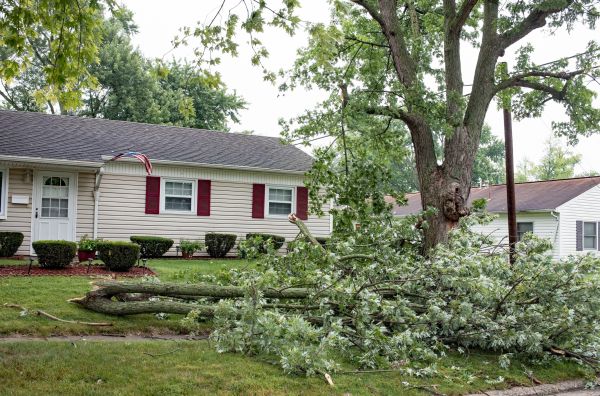 Cost of Fallen Branch Removal in Chapel Hill