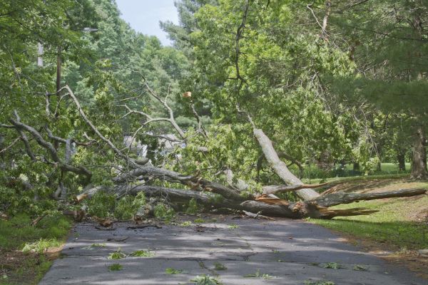 Tree Debris Removal in Chapel Hill